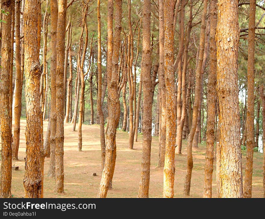 Brown Bare Tree