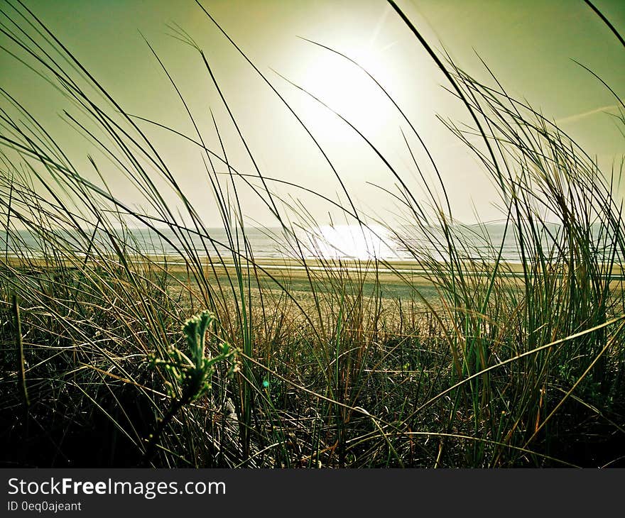 Green Grass Near Beach Under the Sun