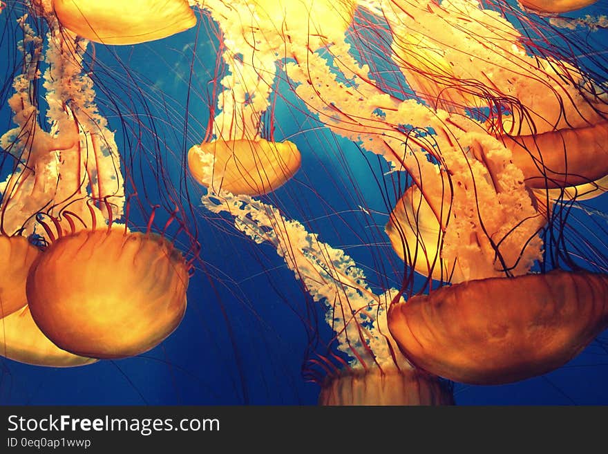 Jellyfish Illustration