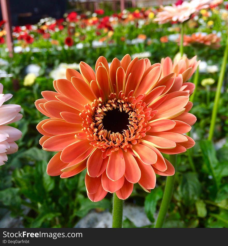 Orange Daisy