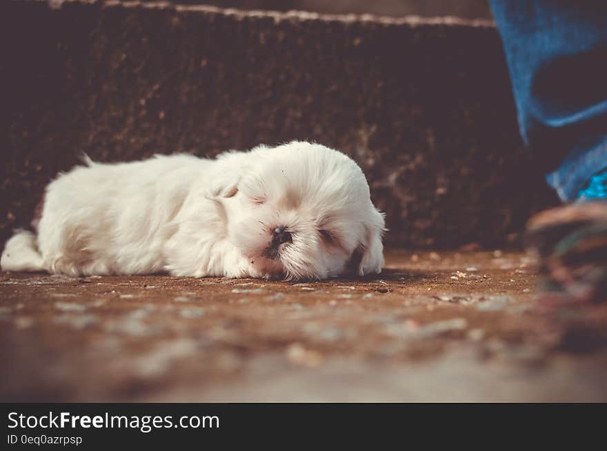 White Little Dog Sleeping