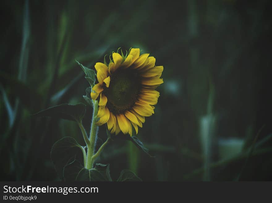 A closeup of a sunflower growing in a field. A closeup of a sunflower growing in a field.