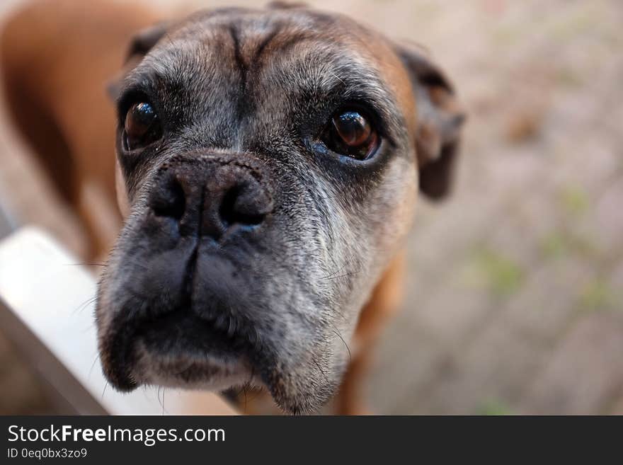 Black Tan and White Short Coated Dog