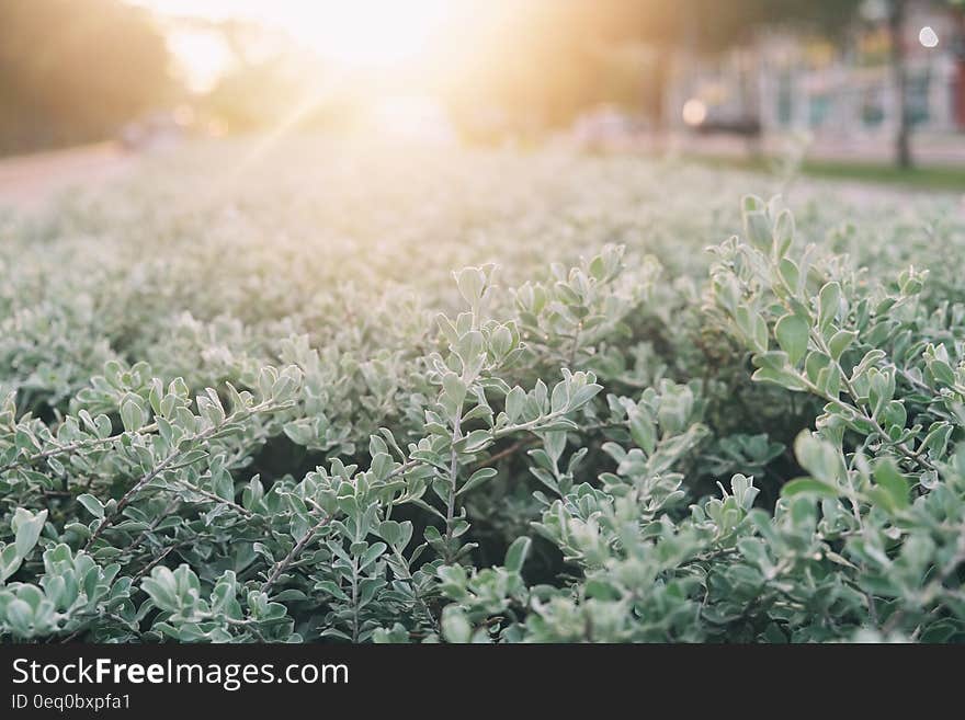 Green Plant during Daytime