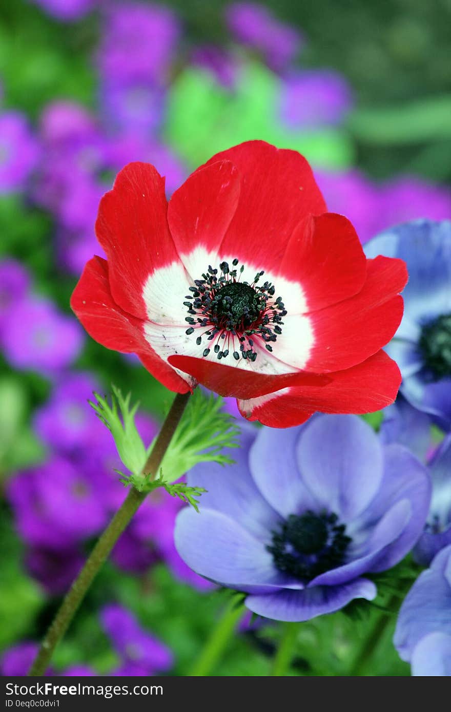 Red and White Petaled Flower Beside Purple Petaleed Flower