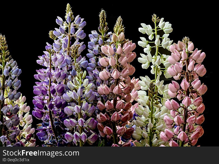 Pink Flowers in Close Up Photography