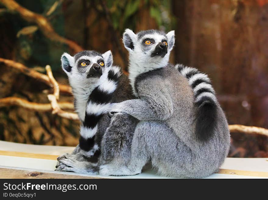 Lemurs on wooden planks outdoor looking up.