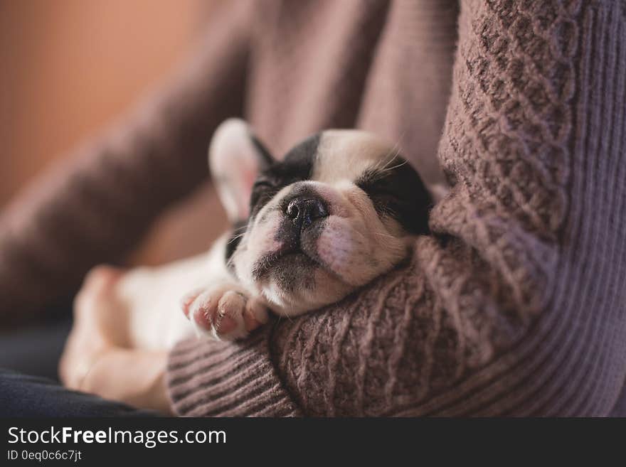 White and Black Puppy