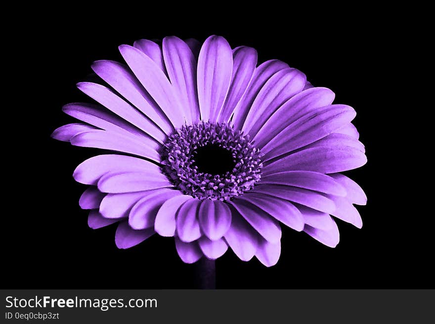 Close Up Photography of Purple Petaled Flower