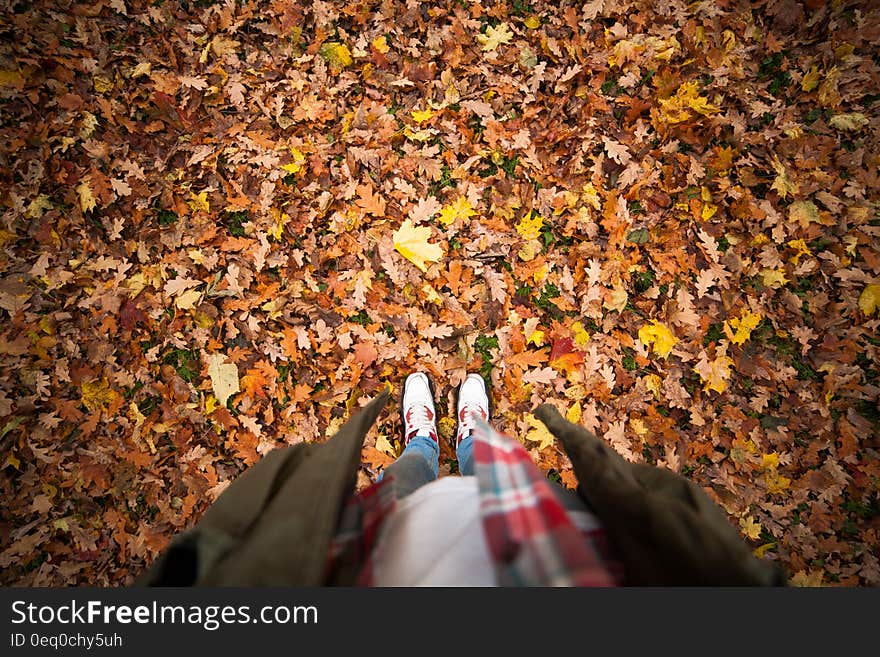 Person Standing on a Ground With Dry Leaves