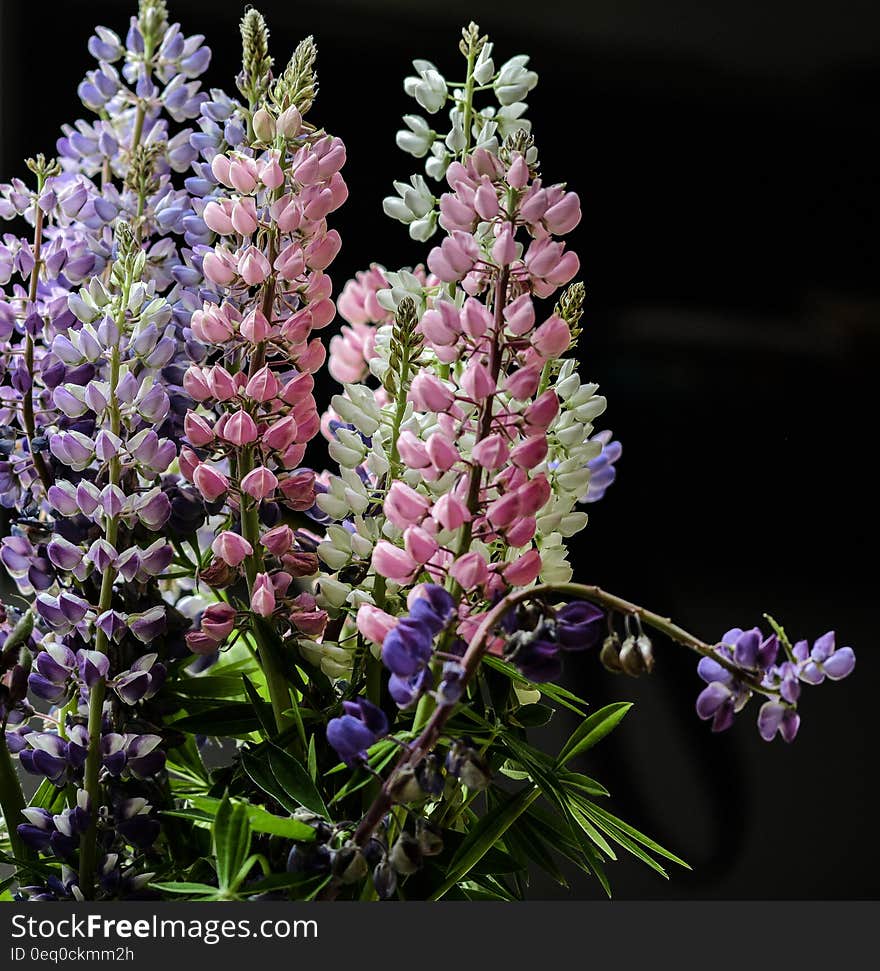 Purple Petaled Flower