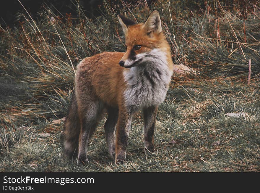 Brown and White Fox on Green Grass Land