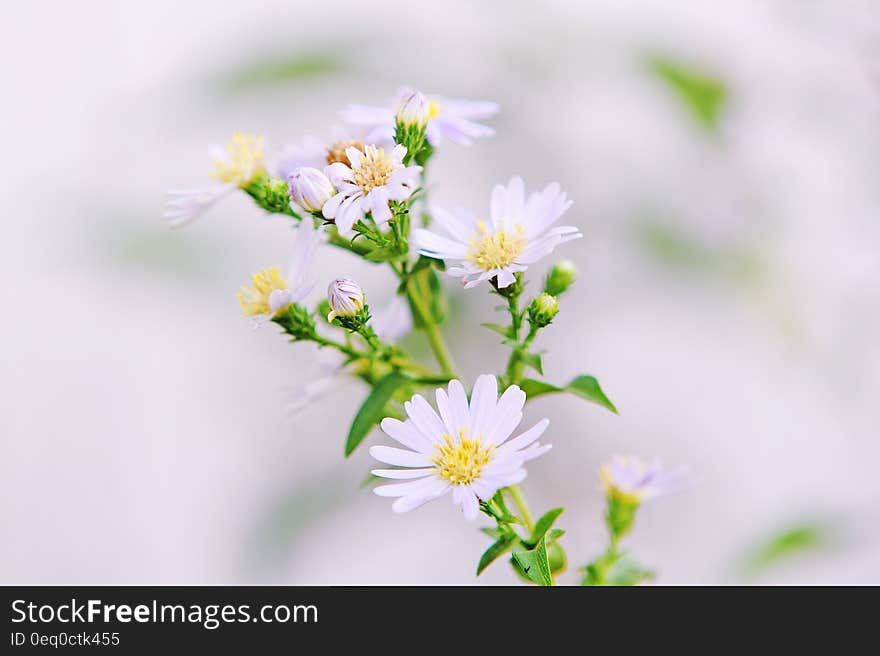 Close Up Photo of White Petaled Flower With Yellow Stigma