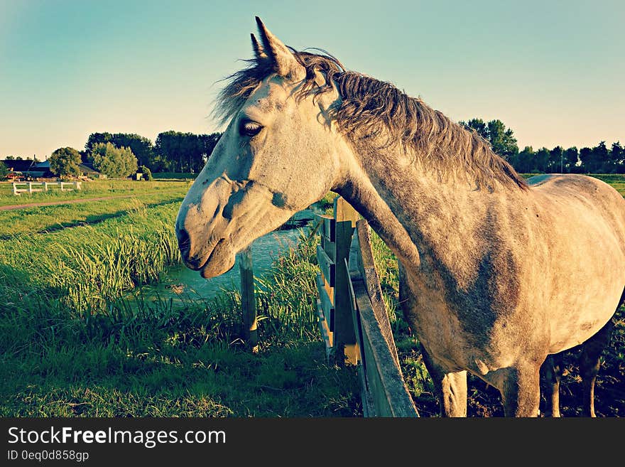 Portrait of adult horse standing next to wooden fence in green country pasture on sunny day. Portrait of adult horse standing next to wooden fence in green country pasture on sunny day.