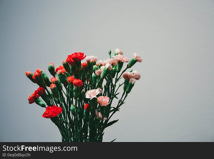 Bouquet of cut pink and red carnation flowers. Bouquet of cut pink and red carnation flowers.