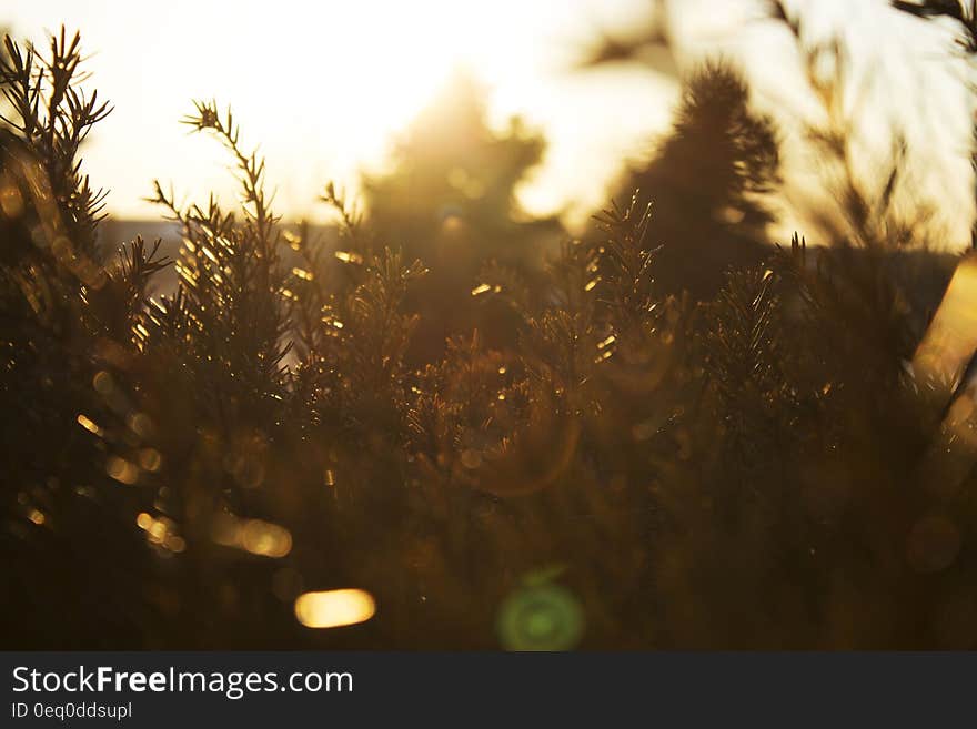 Closeup of pine trees in bright sunset. Closeup of pine trees in bright sunset.