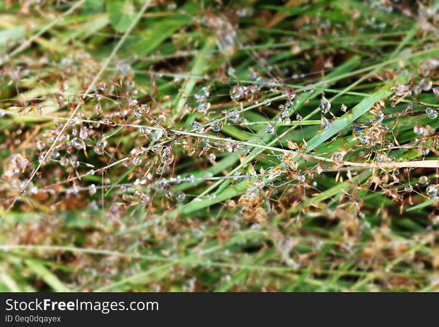 Closeup of drops of dew on green grass.