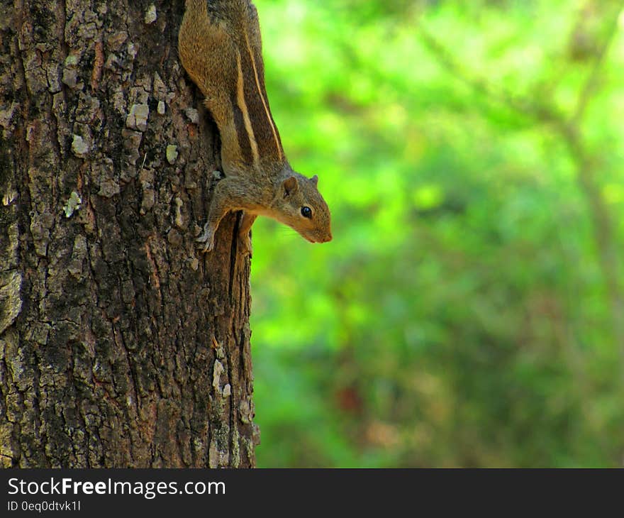 Chipmunk climbing down a tree with green nature background.