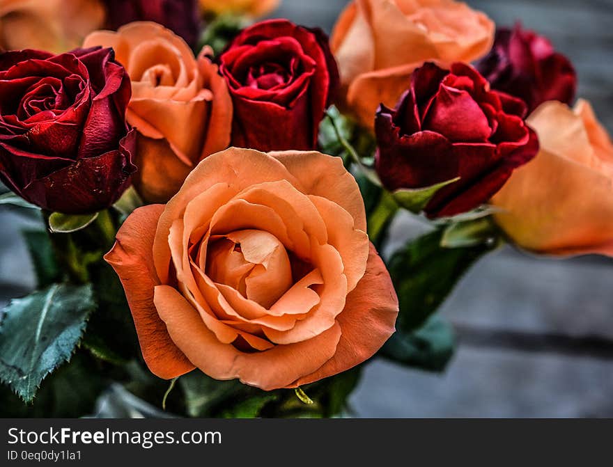 Landscape Photograph of Orange and Red Flowers