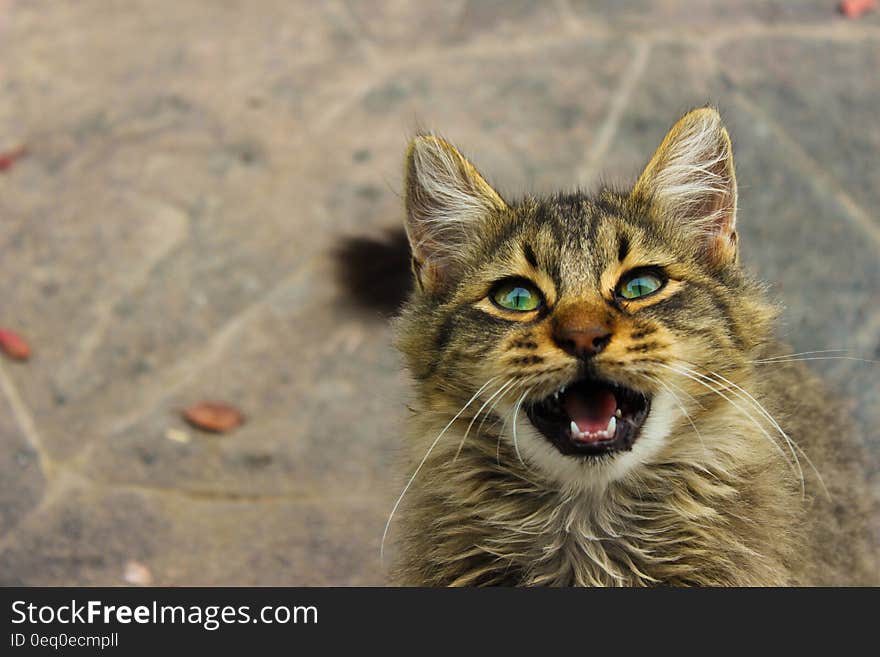 A close up of a cat meowing at camera.