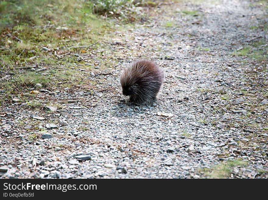 Brown Animal on Brown Rock Pathway