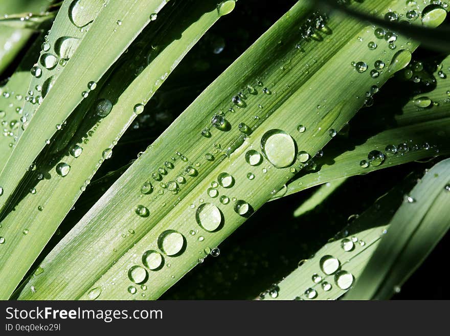 Clear Drops of Water on Green Leaf