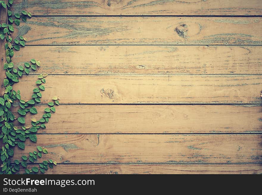 Abstract background created with wall of wooden shed or a bare fence and ivy creeping up on left hand side. Abstract background created with wall of wooden shed or a bare fence and ivy creeping up on left hand side.