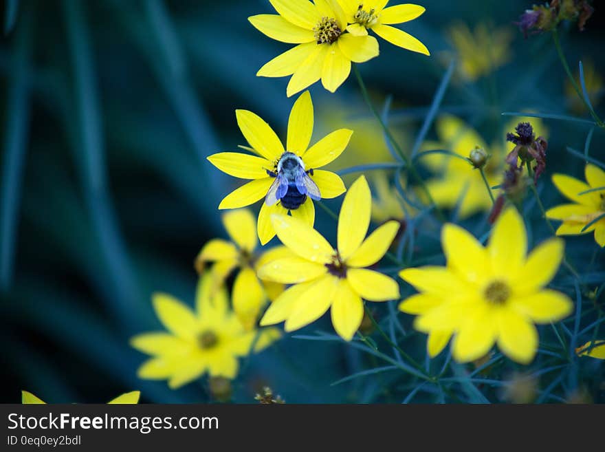 Yellow Petal Flowers