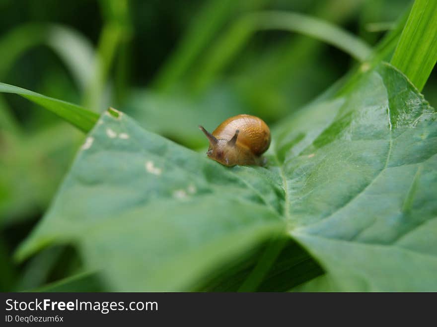 A closeup of a snail on a green leaf. A closeup of a snail on a green leaf.