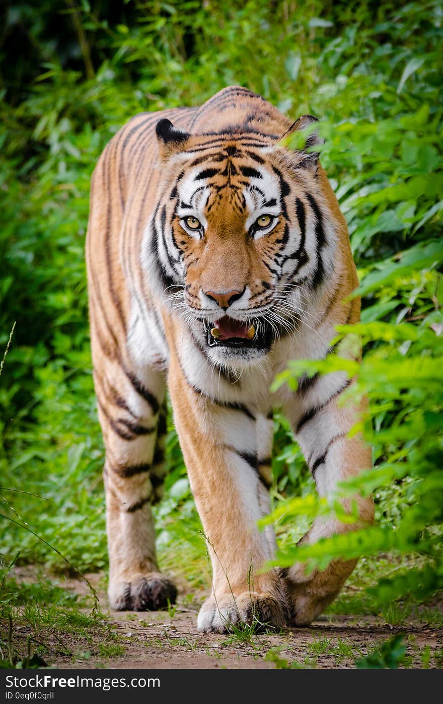 Tiger Beside Green Plants Standing on Brown Land during Daytime