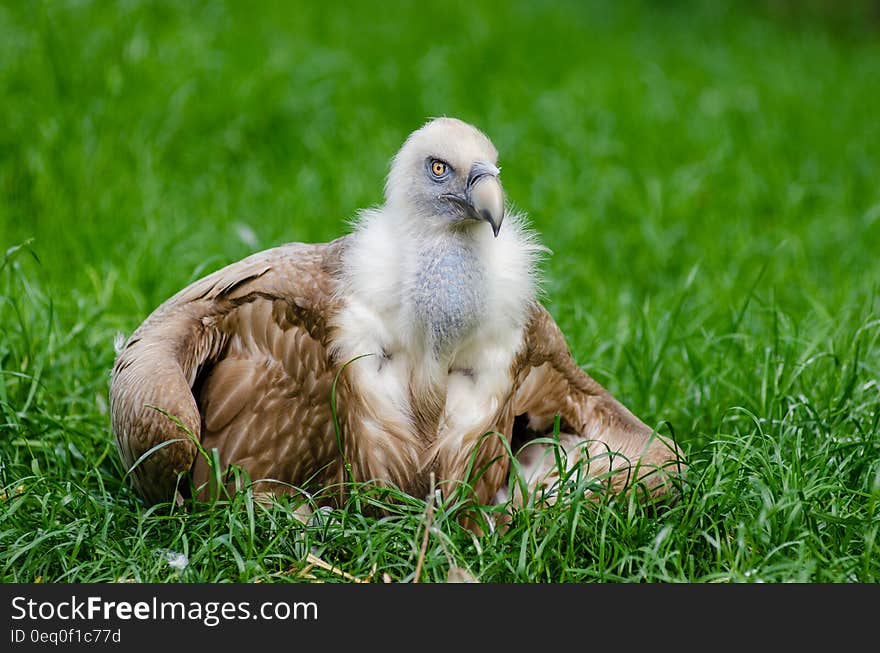 Eagle on Grassy Plains