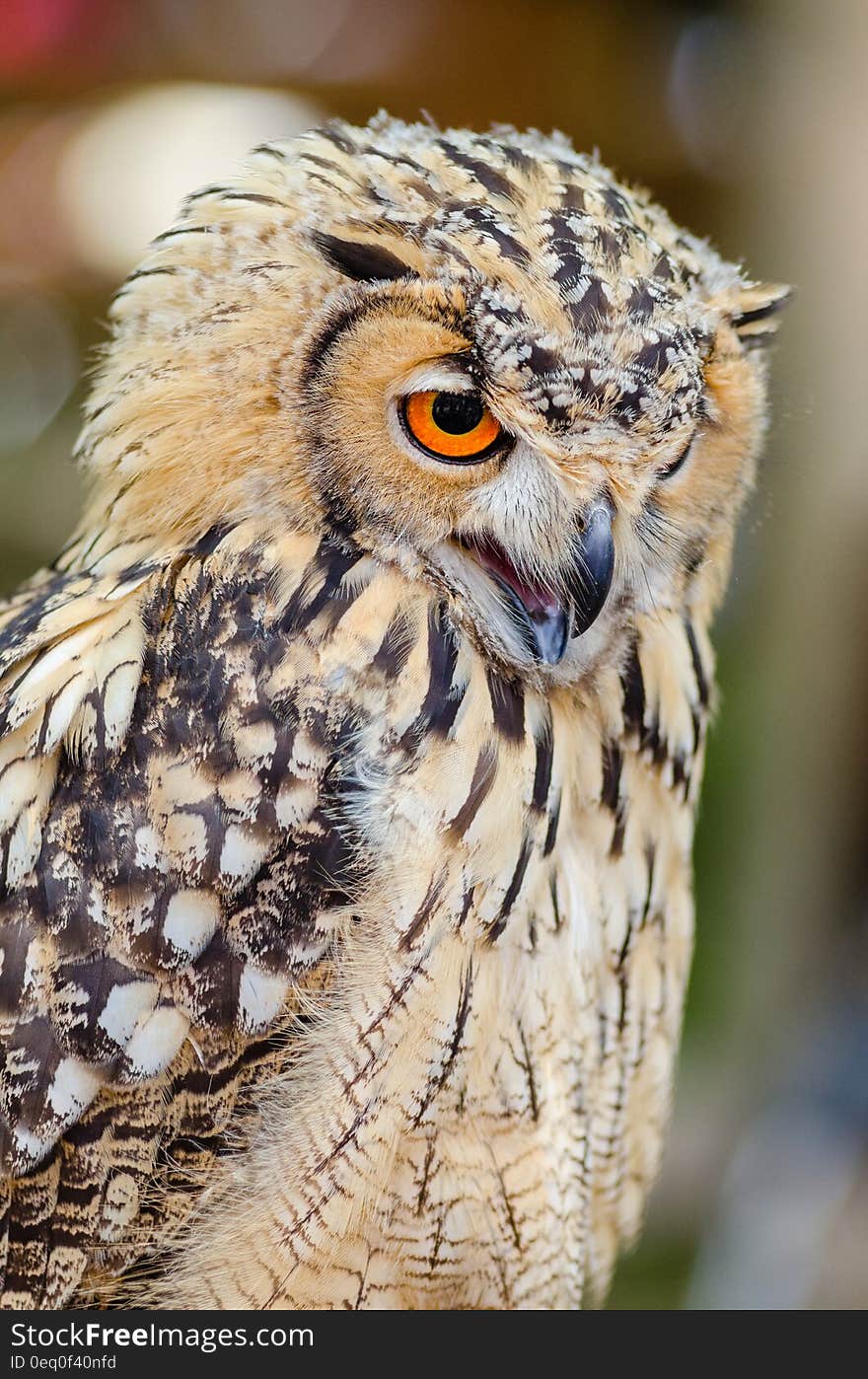 Brown and Black Feather Owl