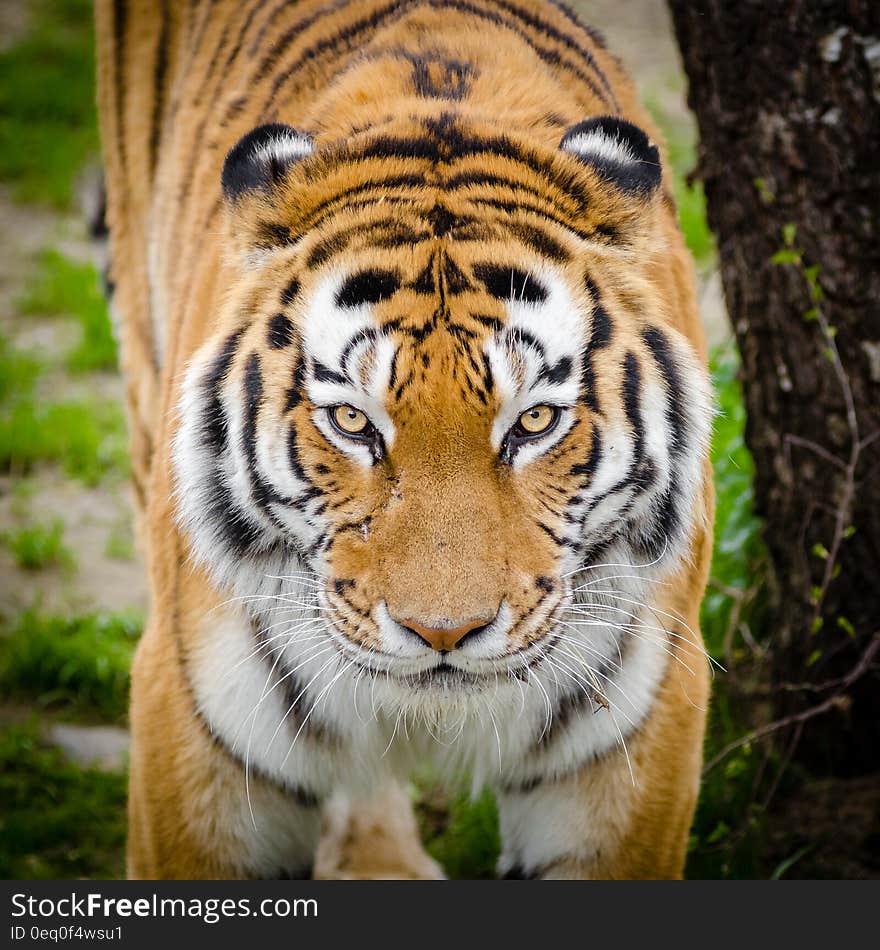 Tiger Beside Tree