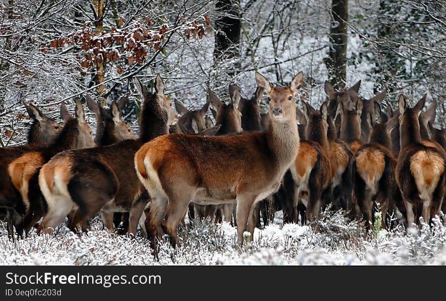 Herd of deer standing close together under trees for shelter in freezing cold Winter weather. Herd of deer standing close together under trees for shelter in freezing cold Winter weather.