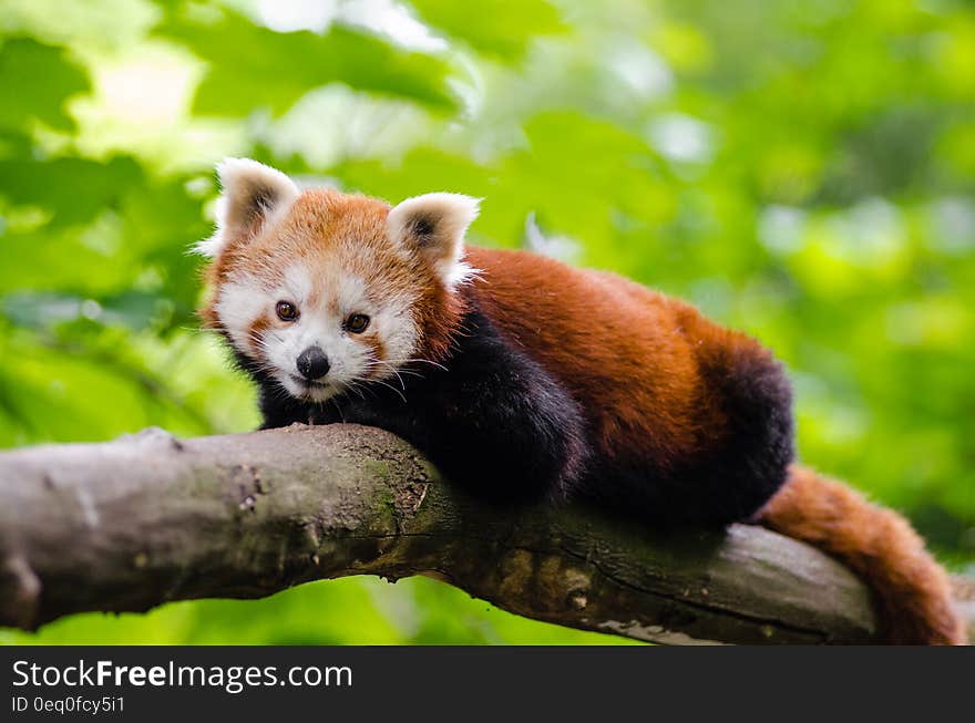 Red Panda on Brown Tree Trunk