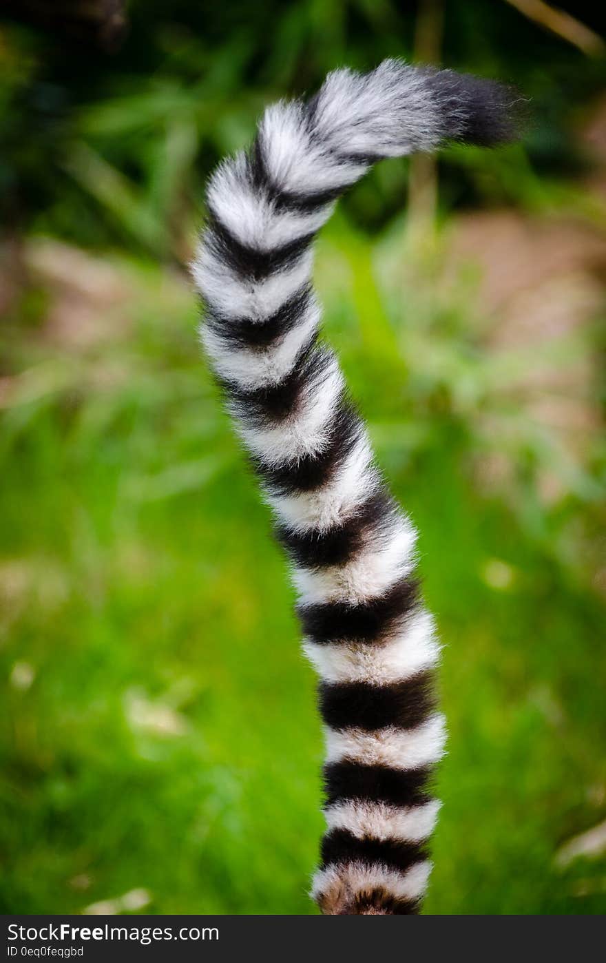 Black and White Animal Tail