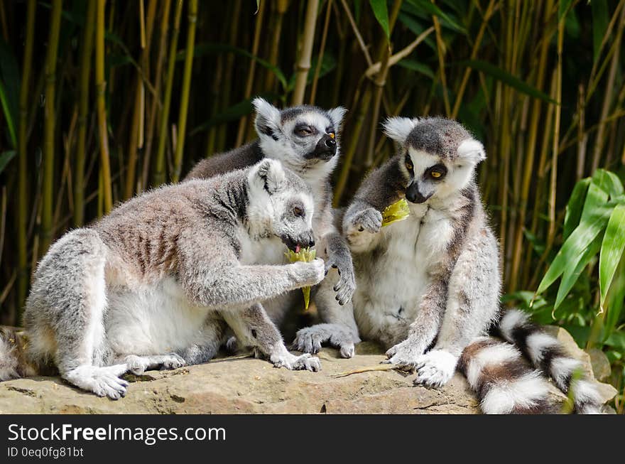 Gray Animal With Long Tail