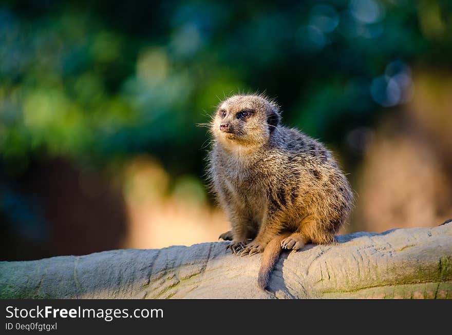 A meerkat sitting on a tree trunk. A meerkat sitting on a tree trunk.