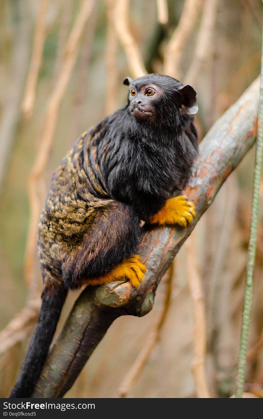 Focus Photo of Red-Handed Tamarin