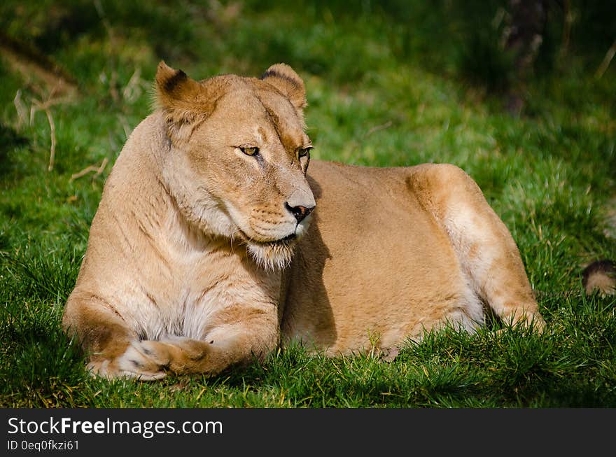 Brown Lioness Laying on Green Grass during Daytime