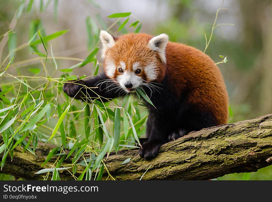 Red Panda Eating Green Leaf on Tree Branch during Daytime