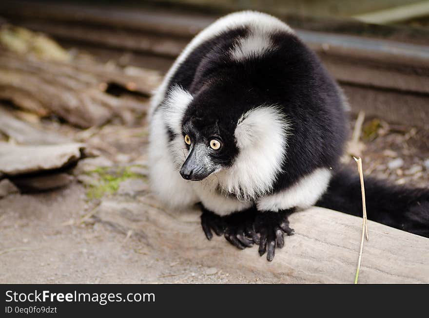 Close Up Photo of Black and White Lemur