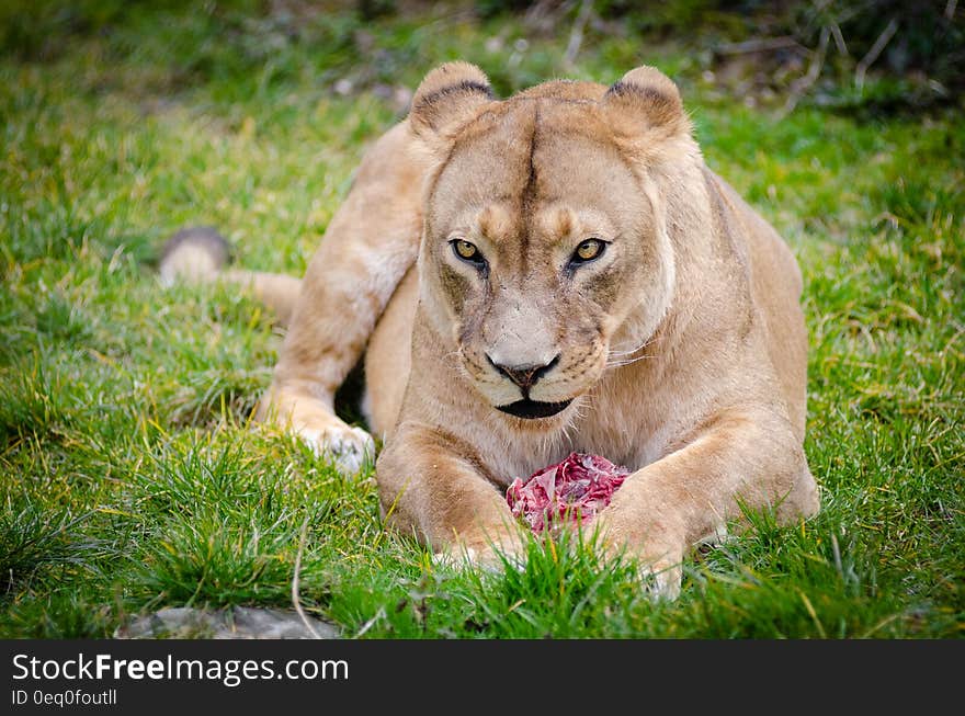 Lioness Lying on the Ground Closeup Photography