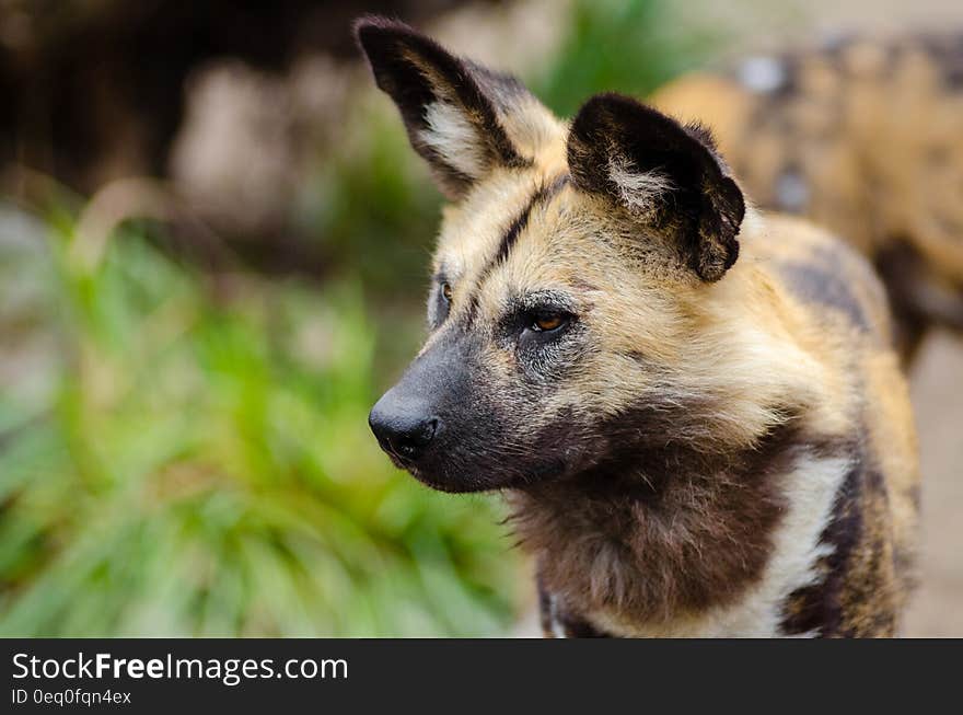 Close Up Photography of African Wild Dog