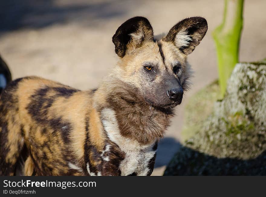 African Wild Dog