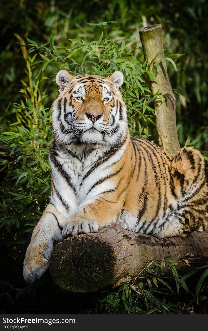 Tiger on Top of Brown Wood Tree Trunk Near Green Plant