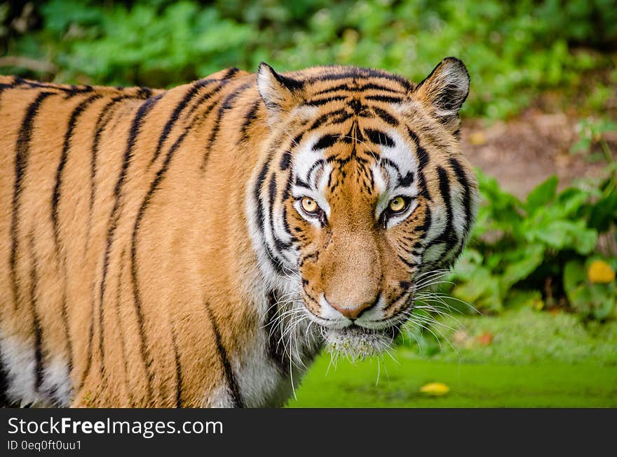 Tiger on Green Lawn Grass