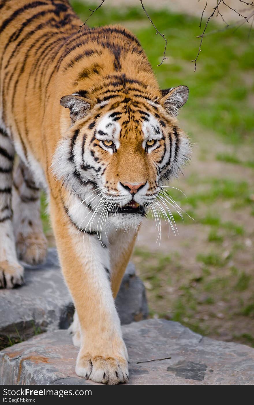 Shallow Focus Lens Photography of Tiger