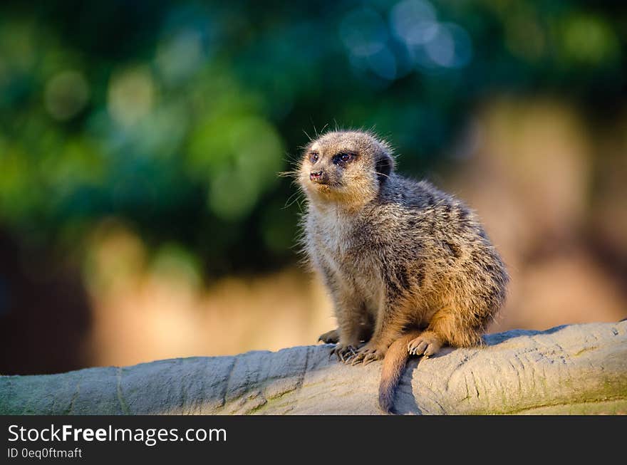 Gray Rodent Resting on Wood