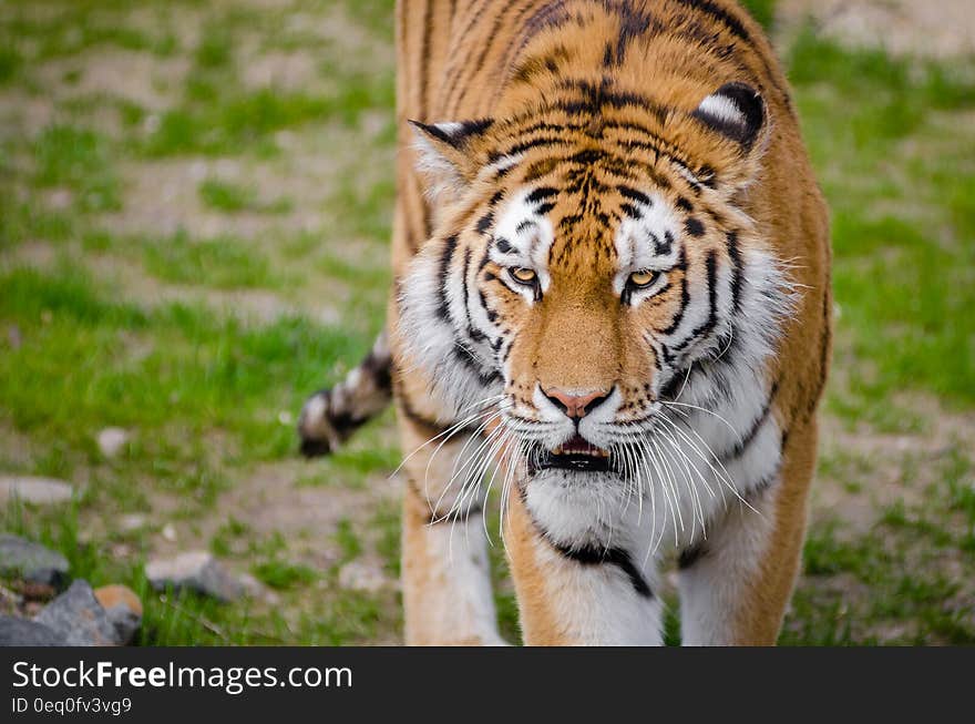 Tiger on Green Grass during Daytime